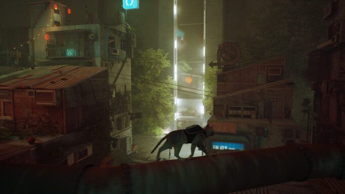 stray-1761569795551.jpg