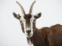 L’icona del calcio “ha perso la verginità con una capra” ed è diventata una “macchina del sesso” con 14 figli