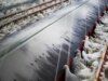 Il governo ordina la chiusura di tutti gli allevamenti di pollame a causa dell’influenza aviaria
