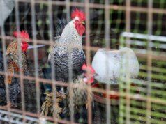 Il prezzo delle uova è aumentato del 22,5% in ottobre a causa della quarantena del pollame