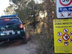 Peste suina: Taiwan, Messico e Giappone vietano le importazioni di carne di maiale dalla Spagna