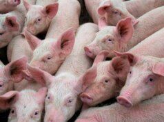 Una malattia che non colpisce direttamente la salute umana ma colpisce l’economia