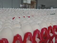 Prodotto nella Carolina del Nord: Braswell Family Farms porta avanti 80 anni di eredità della Carolina del Nord