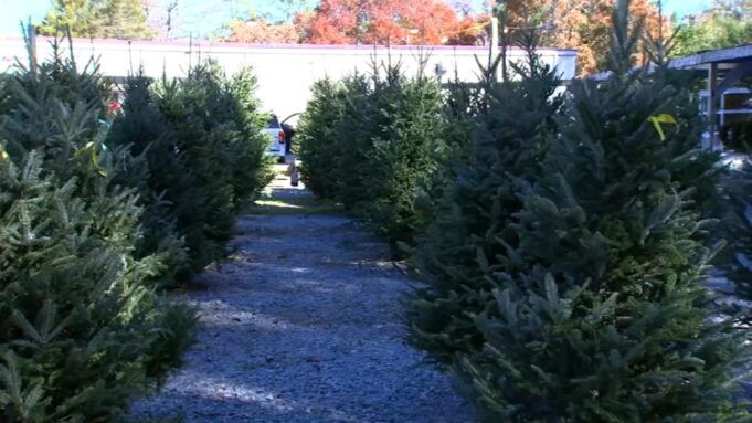 18223889_112825-wtvd-fayetteville-christmas-trees-vid.jpg