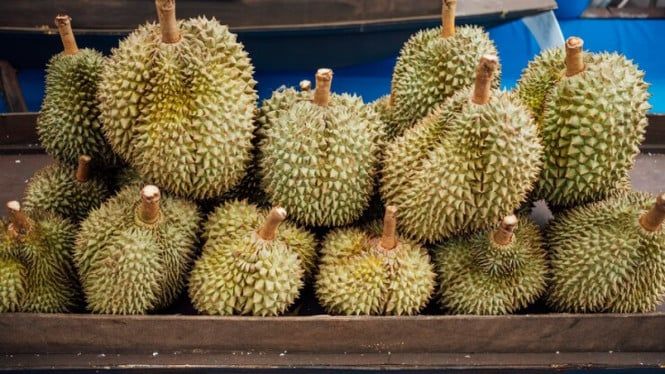 675298e9a7bd9-ilustrasi-durian_665_374.jpg