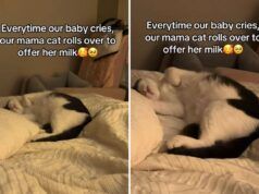 I genitori notano che ogni volta che il bambino piange, il gatto interviene per aiutarlo in modo dolce
