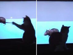 Un gatto concentrato sul laser che cerca di catturare un topo in TV vince la pancia della settimana