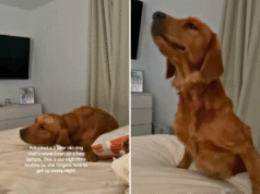 Il cane del rifugio non ha mai conosciuto un letto: il suo cuore legato alla routine notturna si è sciolto dopo l’adozione