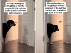 Ride mentre il cane cerca di aiutare la proprietaria incinta, ma ha paura della vasca da bagno