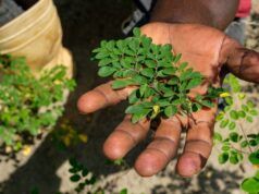 Polvere nutrizionale venduta a Walmart, Amazon richiamata per avvertenza sulla salmonella: FDA