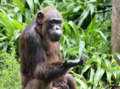 L’evoluzione della razionalità: come gli scimpanzé elaborano prove contrastanti