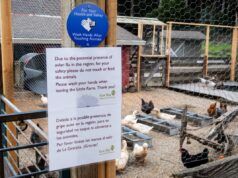 Un raro ceppo di influenza aviaria è stato identificato tra i residenti dello stato di Washington