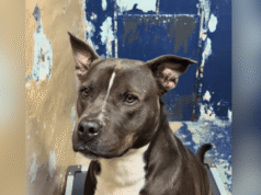 Straziante perché il cane “perde la speranza” dopo 450 giorni al rifugio senza alcun interesse