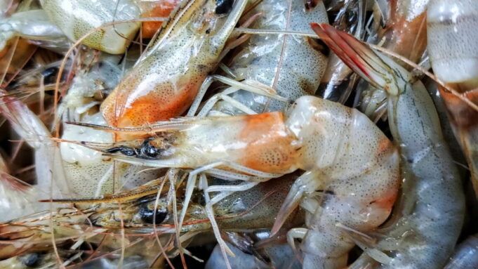 shrimp-1152x648.jpg