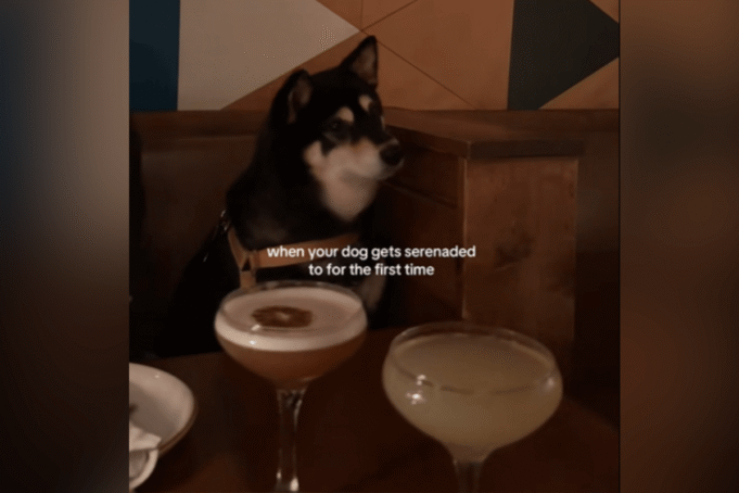 taz.png