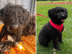 Ho adottato un cane nervoso: non posso credere a quello che ha fatto il primo giorno