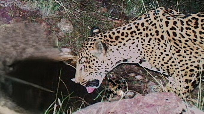 18253372_120525-cc-ap-jaguar-img.jpg