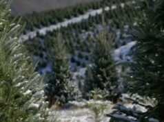 Christmas Trees NC: un anno dopo Helene, i coltivatori di alberi nella Carolina del Nord occidentale stanno assistendo a un risveglio speranzoso per un’intensa stagione natalizia