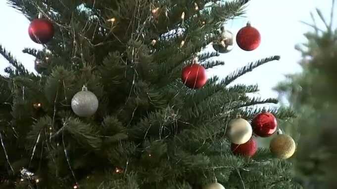 18279731_xmas-tree-tn-img.jpg