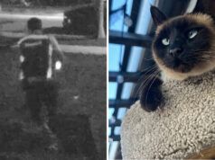 Una donna di Lakewood, in California, afferma che l’autista di Amazon ha rubato il suo gatto Piper mentre consegnava il pacco