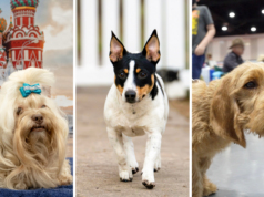 Libera i segugi! E terrier e cagnolini. L’American Kennel Club aggiunge 3 razze