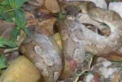 COMMENTO: Assistere ad un boa che ingoia un’iguana intera!