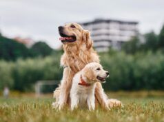 Il Golden Retriever incontra un nuovo cucciolo, spettatori ossessionati dalla reazione