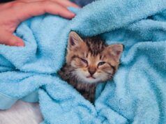 Un uomo trova un gattino tremante alla stazione di servizio e il suo cuore si scioglie