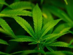 Giovedì Trump si appresta a riclassificare la marijuana come Tabella III: rapporto