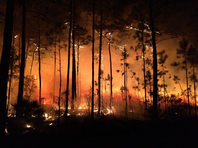wtsp-starkey-wildfire.jpg