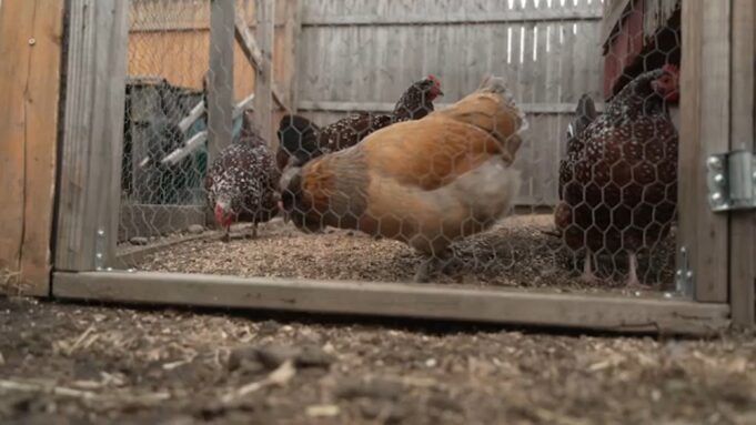 18364630_010626-wtvd-bird-flu-chickens-file-img.jpg