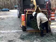 Il programma della contea di Wake accetta ancora alberi di Natale vivi come pacciame