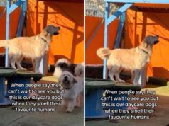 I Golden Retriever realizzano le “persone amate” all’asilo – hanno reazioni dolci
