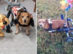 L’inarrestabile gommoso su sedia a rotelle vince l’animale domestico della settimana