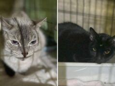 Abbandonati da gatti con appunti scritti a mano, i lavoratori scoprono una verità “straziante”.