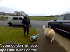Il golden retriever scappa di casa, poi la telecamera ad anello cattura ciò che fa lo sconosciuto