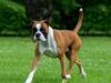 Il cane Boxer implora di uscire e invece balbetta: “supera in astuzia”