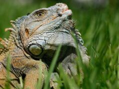 I funzionari della Florida avvertono del declino delle iguane a causa del crollo delle temperature