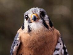 Piccoli falchi aiutano a garantire la sicurezza dell’approvvigionamento alimentare nelle coltivazioni di ciliegie