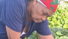 COMUNICATO STAMPA: Vanya David della Dominica, leader della comunità che sostiene l’uguaglianza di genere e un’alimentazione sana, è riconosciuta dall’IICA come leader della ruralità nelle Americhe