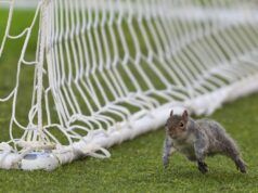 La partita di campionato è stata interrotta a causa dell’invasione del campo di scoiattoli e il personale di terra è stato costretto a intervenire