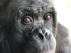 L’immaginazione e la fantasia non sono appannaggio esclusivo degli esseri umani: ciò che ci insegna Bonobo Kanzi