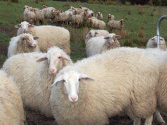 L’Australia ha pecore IA così gli agricoltori possono dormire in pace