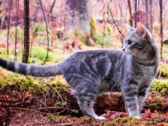 I gatti forniscono indizi per migliorare i trattamenti contro il cancro negli esseri umani