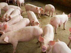 Peste suina africana: l’industria chiede più misure e una suddivisione in zone delle riforme dell’UE