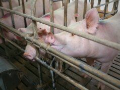 Un caso umano di influenza suina senza alcuna relazione con la PSA rilevato a Lleida