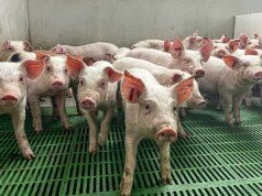 Cos’è l’influenza suina e quali sintomi provoca nell’uomo?