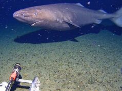 Squalo a sorpresa ripreso dalla telecamera per la prima volta nelle profondità quasi gelide dell’Antartide