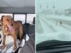 L’autista dello spazzaneve salva i cani persi nel bel mezzo di una tempesta di neve sulla Sunrise Highway di Long Island