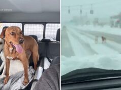 L’autista dello spazzaneve salva i cani persi nel bel mezzo di una tempesta di neve sulla Sunrise Highway di Long Island